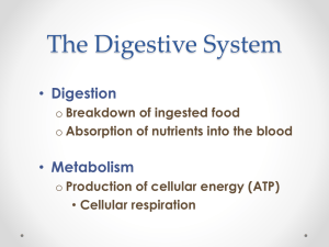 Digestive System Hard Copy Grade 10 students