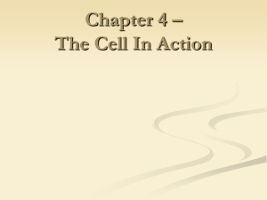 Chapter 4 – The Cell In Action