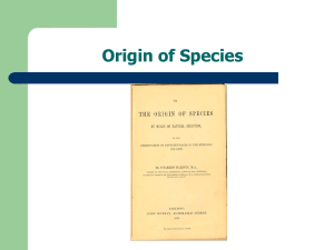 How do species diversify?