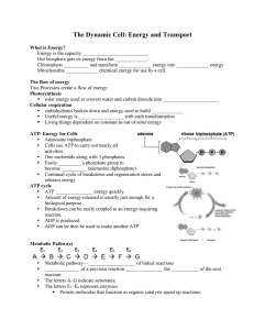 The Dynamic Cell Energy and Transport note sheet