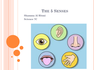 The 5 Senses - Qatar Academy