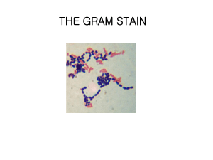 The gram stain
