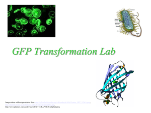 GFP Introduction Powerpoint Presentation - mvhs