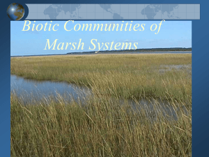 Salt Marsh Ecology - People Server at UNCW