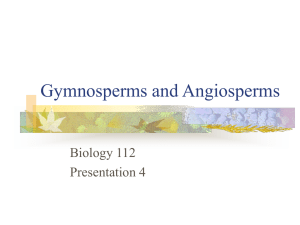 Gymnosperms and Angiosperms - holyoke