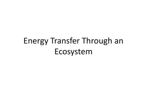 Energy Transfer Through an Ecosystem