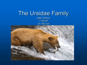 The Ursidae Family