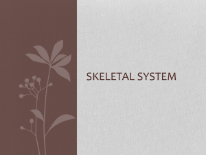 Skeletal system - local.brookings.k12.sd.us
