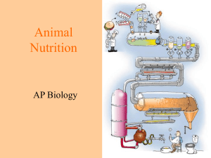 ch. 41 Animal Nutrition