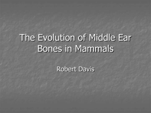 The Evolution of Middle Ear Bones in Mammals