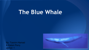 The Blue Whale - local.brookings.k12.sd.us