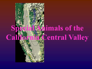 Special Animals of the California Central Valley