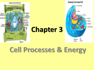 Chp 3 Cell Processes