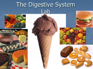 Digestive System Lab