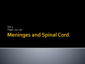 Meninges and Spinal Cord