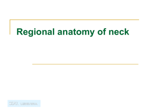 Regional Anatomy of Neck