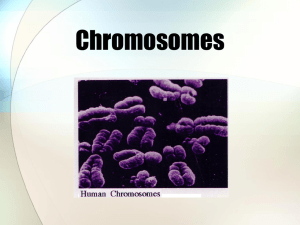 Homologous chromosomes