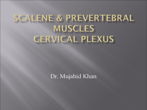 17-Scalene & prevertebral m