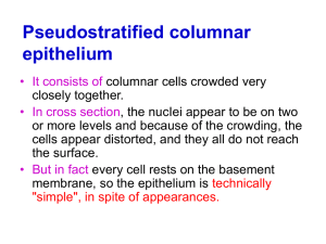lab 3: Pseudostratified columnar epithelium