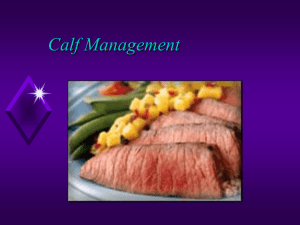 Calf Management