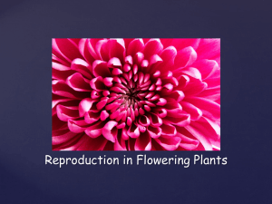 Reproduction in Flowering Plants