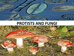 Protist vs. Fungi Cells