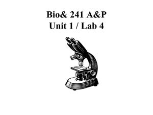Bio 241 Unit 1 Lab 4 PP
