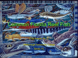 Common Florida Reef Fish - Hillsborough Community College