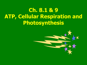 Ch. 4: ATP and Cellular Respiration