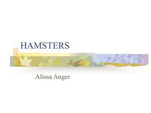 hamsters - Glen Rose FFA