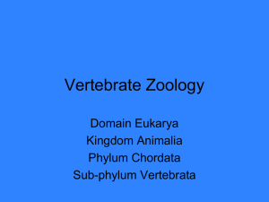 Vertebrate Zoology Powerpoint