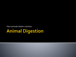Animal Digestion