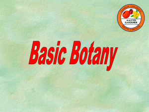 basic_botany