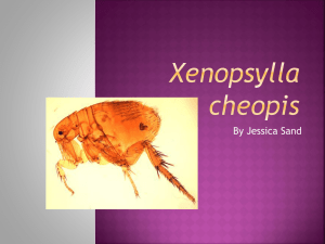 Xenopsylla cheopis - Winona State University