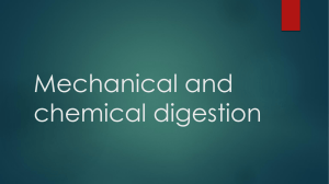 Mechanical and chemical digestion