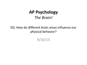 AP Psychology The Brain!