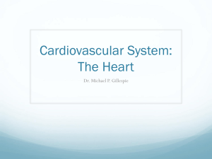 Cardiovascular System: The Heart