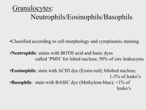 Granulocytes: Neutrophils/Eosinophils/Basophils