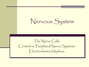 Central Nervous System - Mrs. Kennedy's Biology 12 Site!