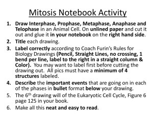 2014 Mitosis Notebook Activity