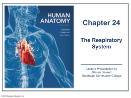 Respiratory System WS