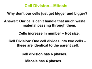 Mitosis powerpoint