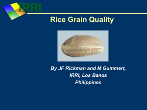 Rice Grain Quality - Rice Knowledge Bank
