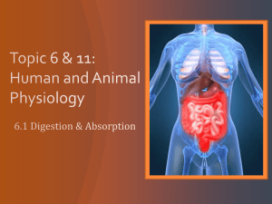 Topic 6 & 11: Human Health and Physiology