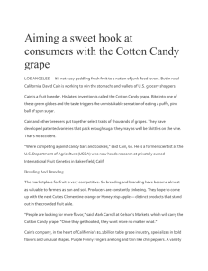 Cotton Candy Grape