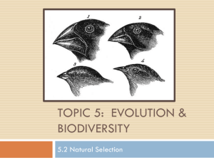 Topic 5 & Option D: Evolution