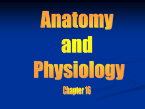 Anatomy chapter 16 (Respiratory System)