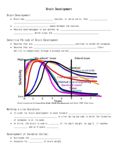 Brain Development Notes