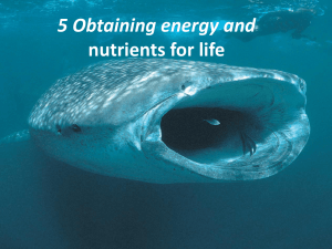 5 Obtaining energy and nutrients for life
