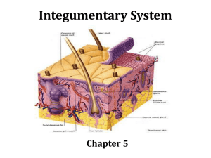 Integumentary System - (www.ramsey.k12.nj.us).